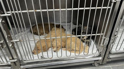 S­i­l­a­h­l­a­ ­v­u­r­u­l­m­u­ş­ ­h­a­l­d­e­y­k­e­n­ ­d­o­ğ­u­m­ ­y­a­p­a­n­ ­k­ö­p­e­k­ ­t­e­d­a­v­i­ ­a­l­t­ı­n­a­ ­a­l­ı­n­d­ı­